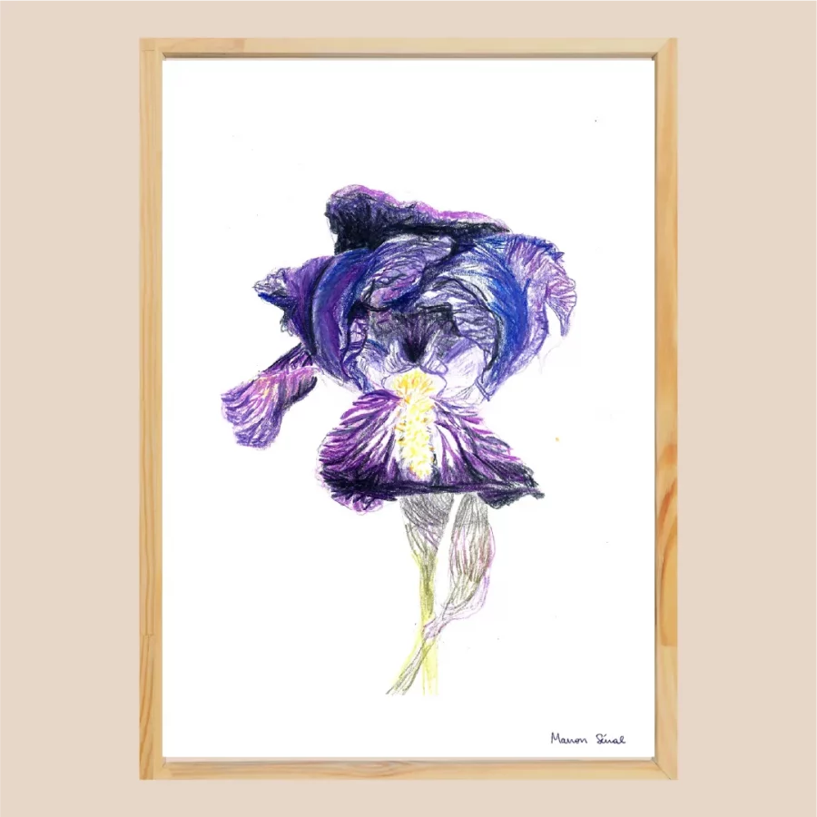 Affiche florale d'Iris violette, fait main au crayon de couleur