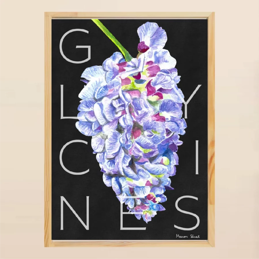 Illustration fleurs glycines