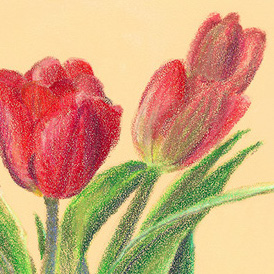 Pastel - Tulipes