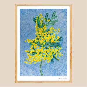 Illustration botanique mimosas fait main crayon