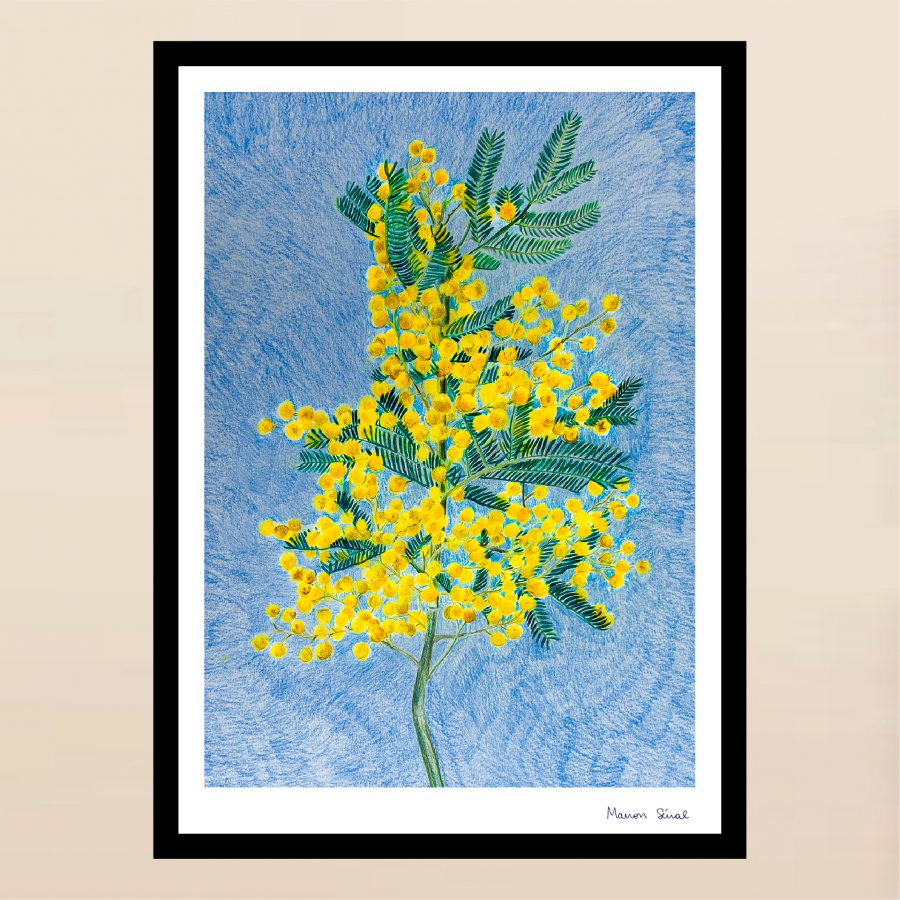 affiche mimosa
