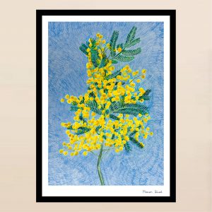 Affiche Mimosa, illustration botanique dessinée au crayon de couleur et au pastel
